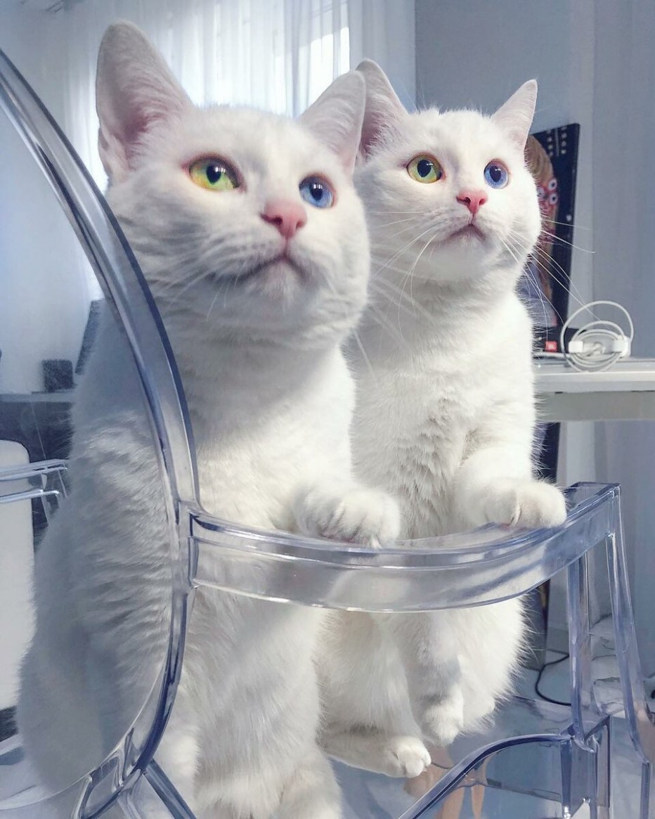 Кошки Близнецы красивые