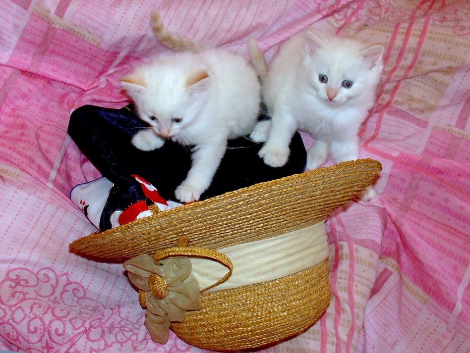 Картинки котят близняшки