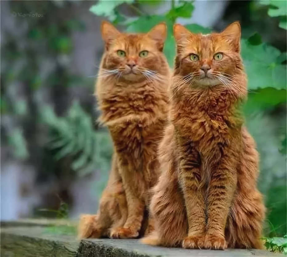 Два рыжих кота