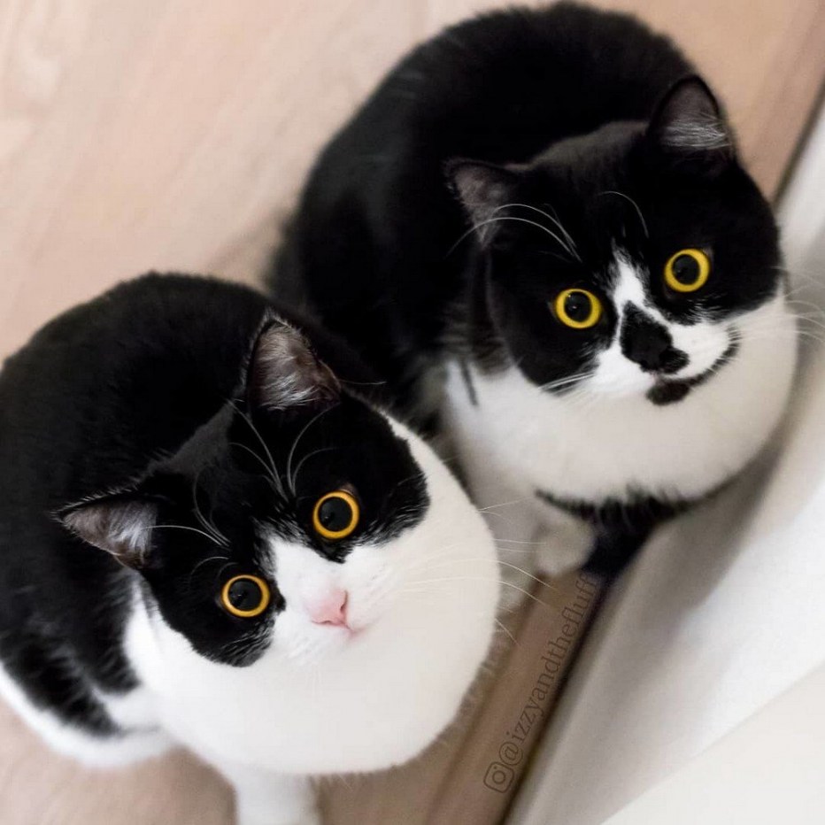 Котики милые двойняшки