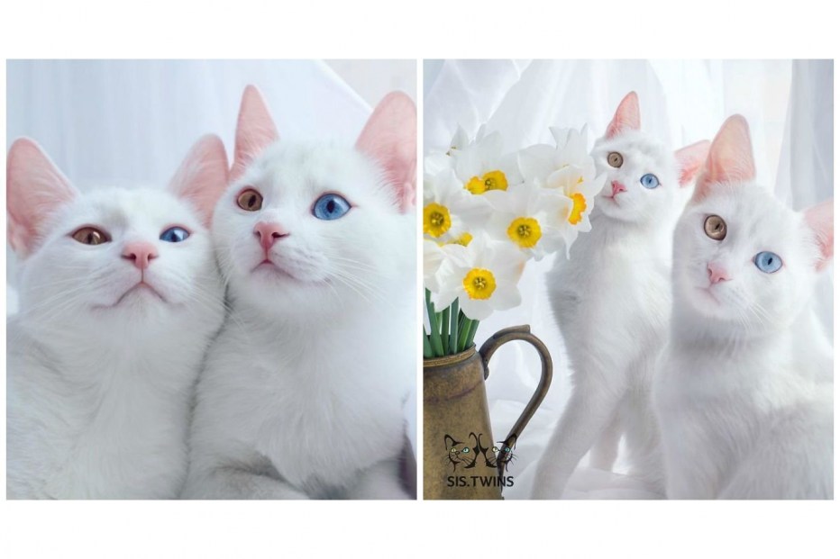 Кошки Близнецы