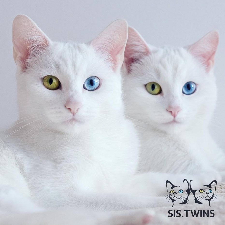 Sis Twins кошки