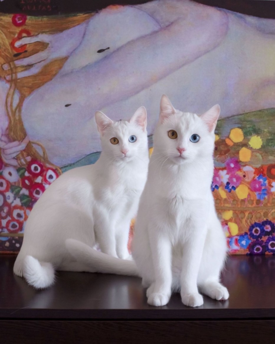 Кошки двойняшки
