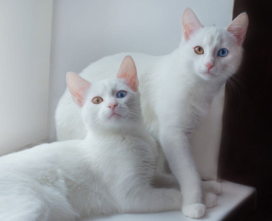 Египетский котенок белый
