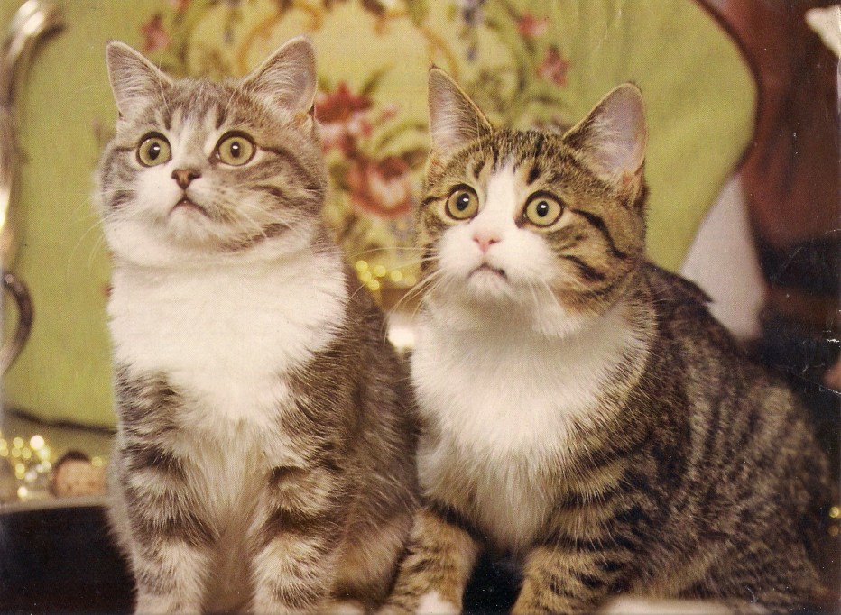 Два одинаковых кота