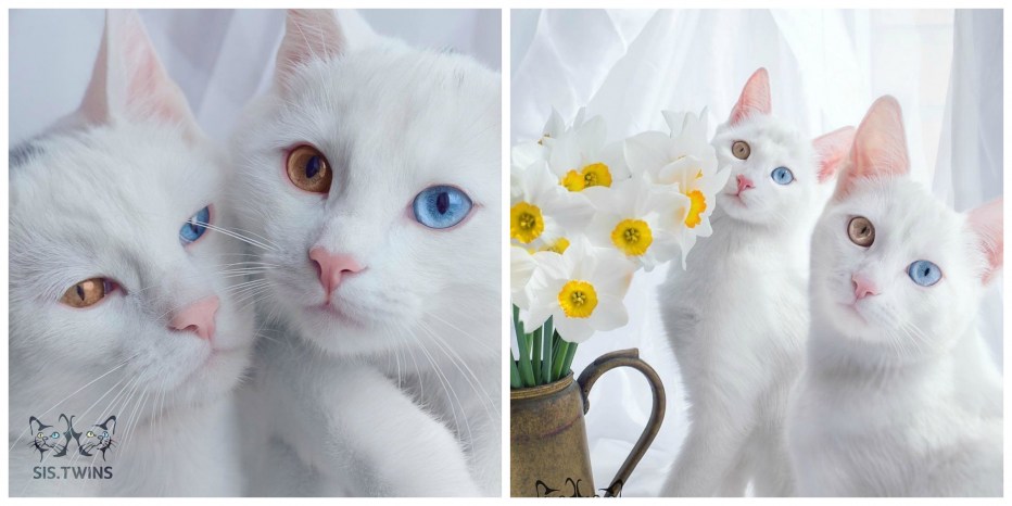 Котята Близнецы разноцветные