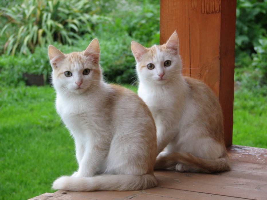 Котята двойняшки