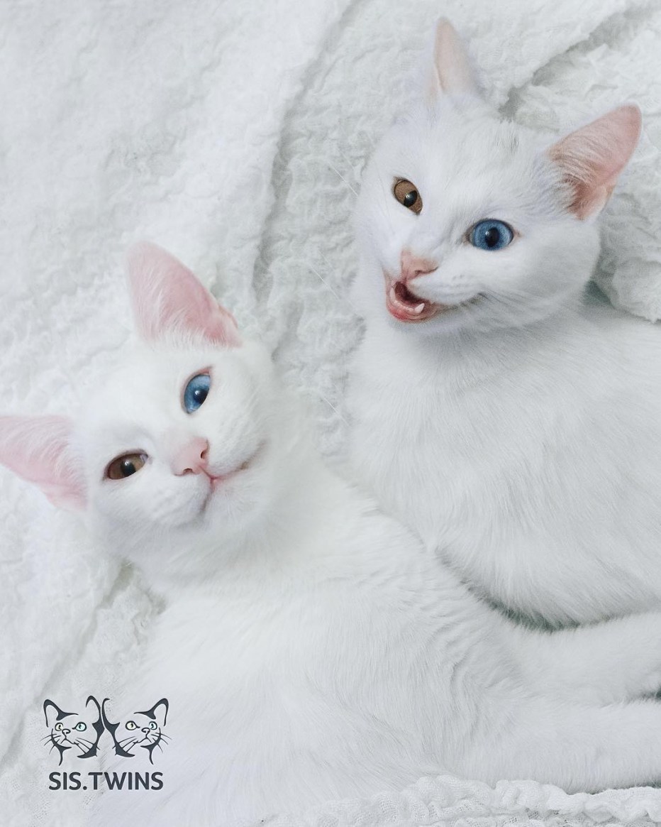 Близняшки котики