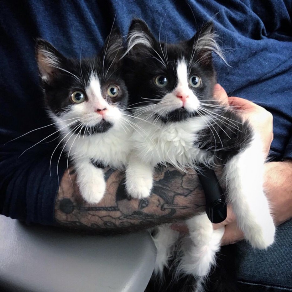 Котята Близнецы