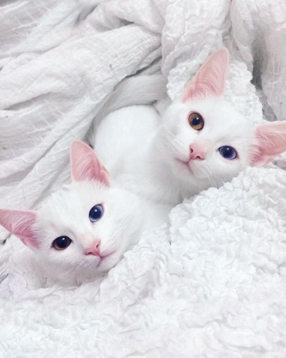 Белый котик