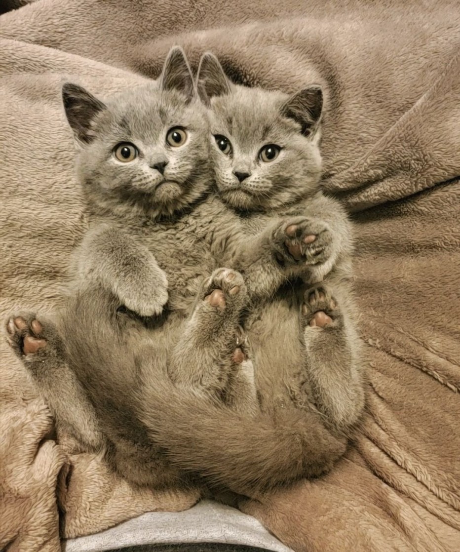 Сиамский близнец кот