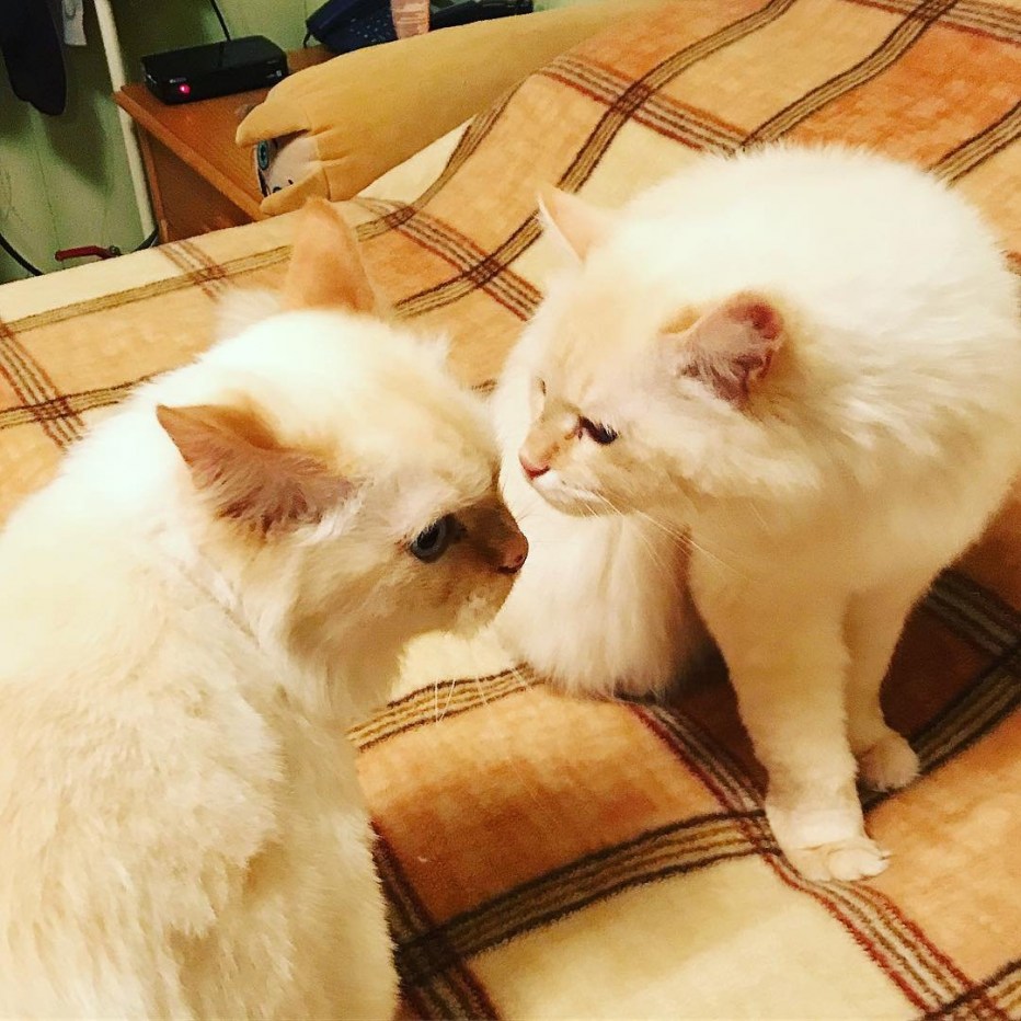 Коты Близнецы фото