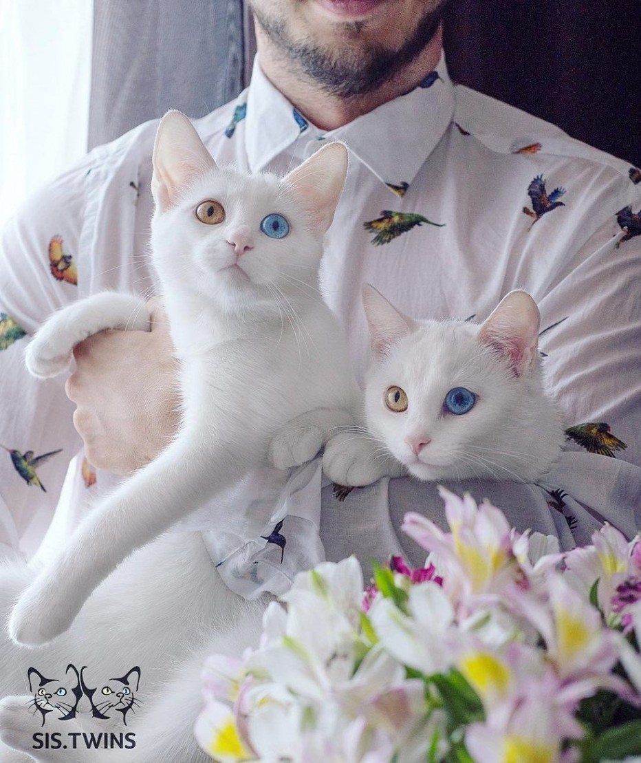 Кошки Айрис и Абис