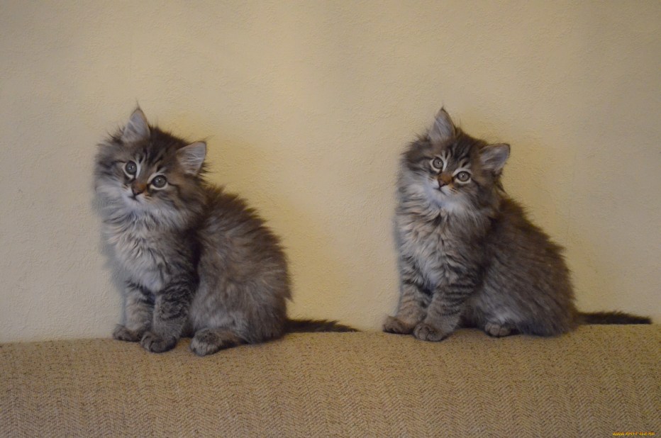 Котята Близнецы