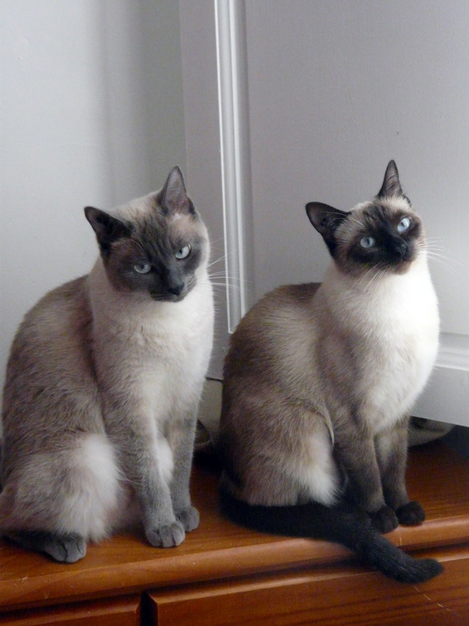 Сиамский близнец кот