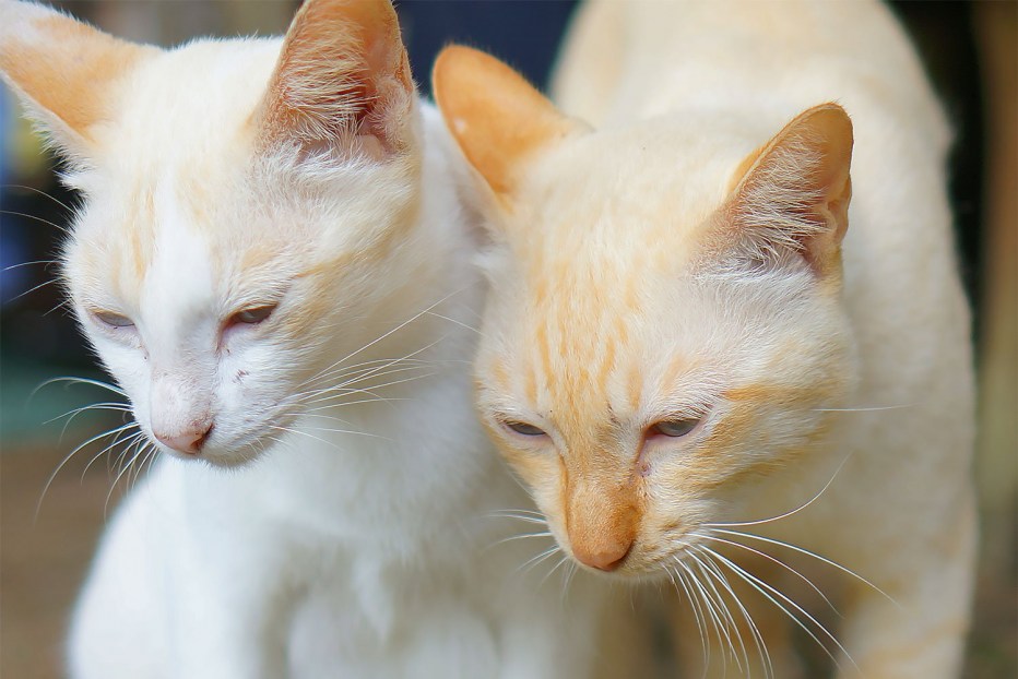 Коты Близнецы жёлтые