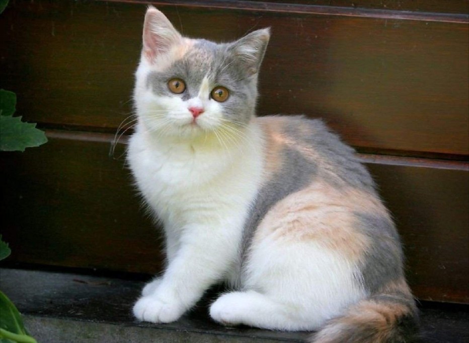 Кошка Британская короткошерстная трехшерстная