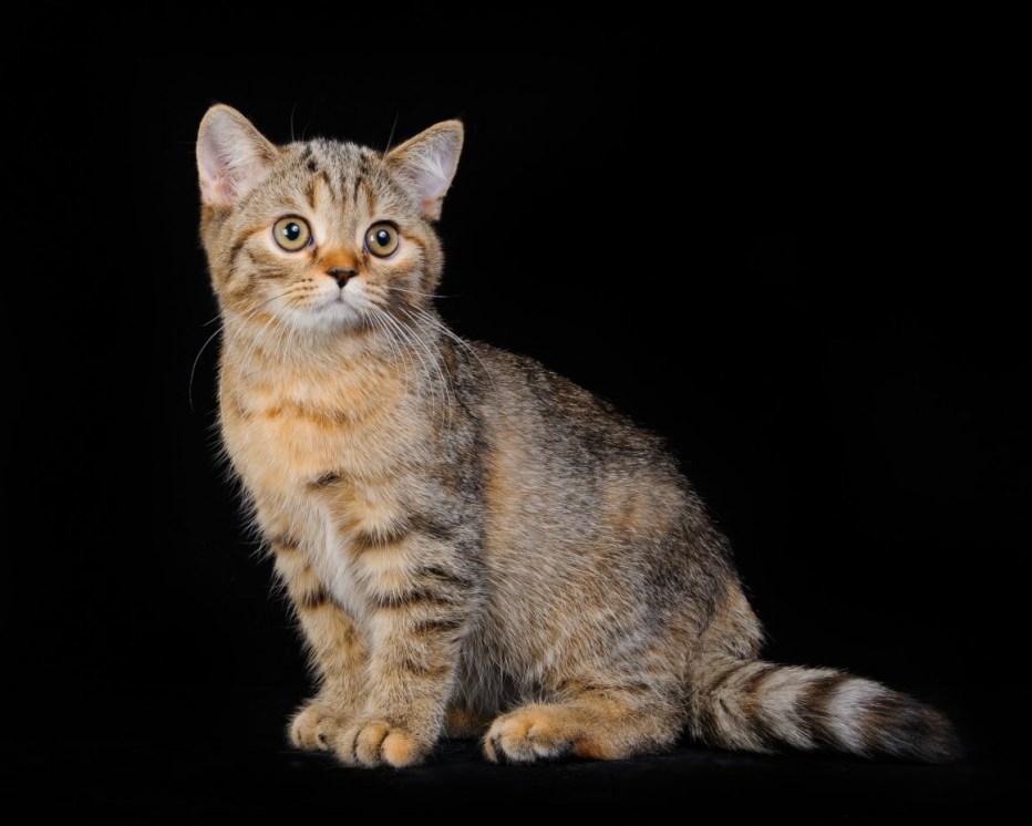 Кошка скоттиш страйт черепаховая