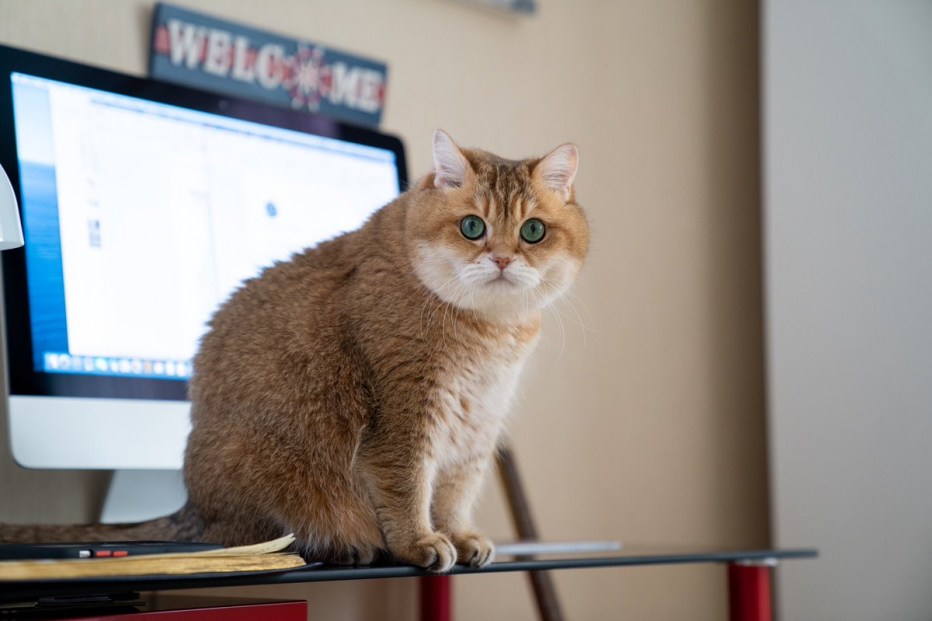 Кот Хосико со СПИННЕРОМ