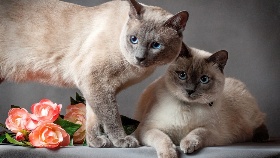 Тайская кошка пятнистая