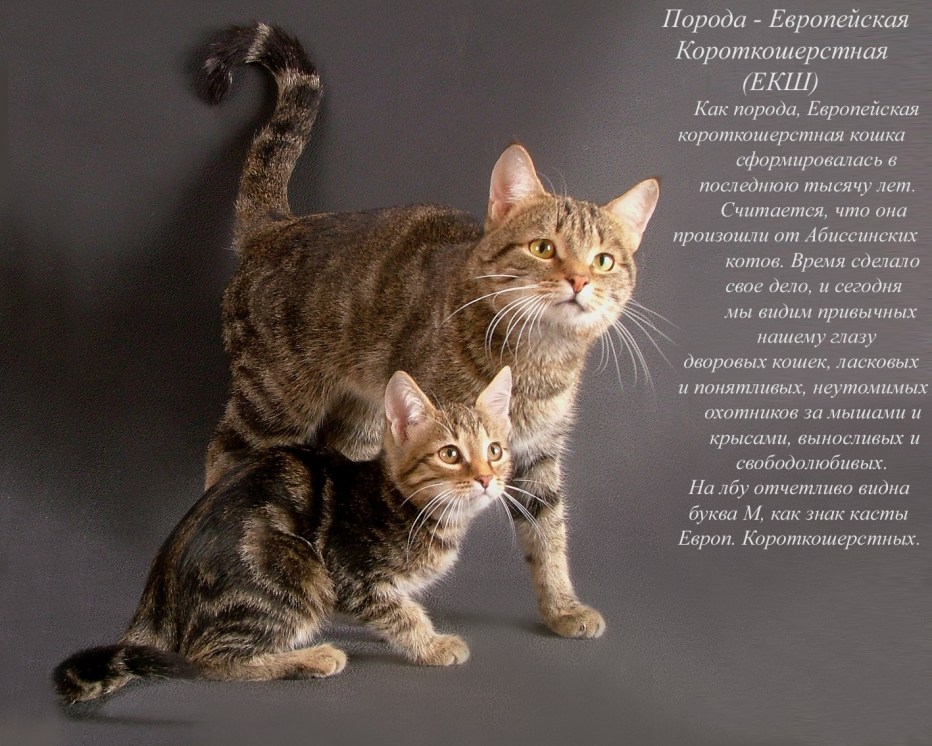 Котята с названиями пород