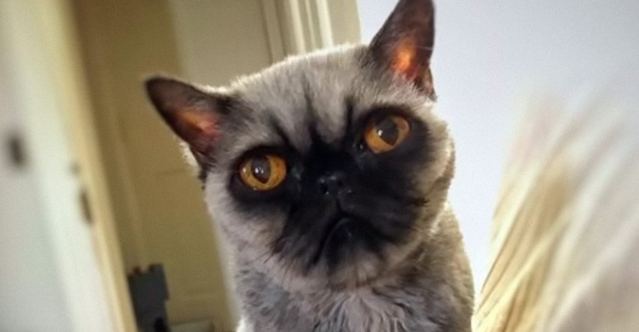 Коты похожие на мопсов