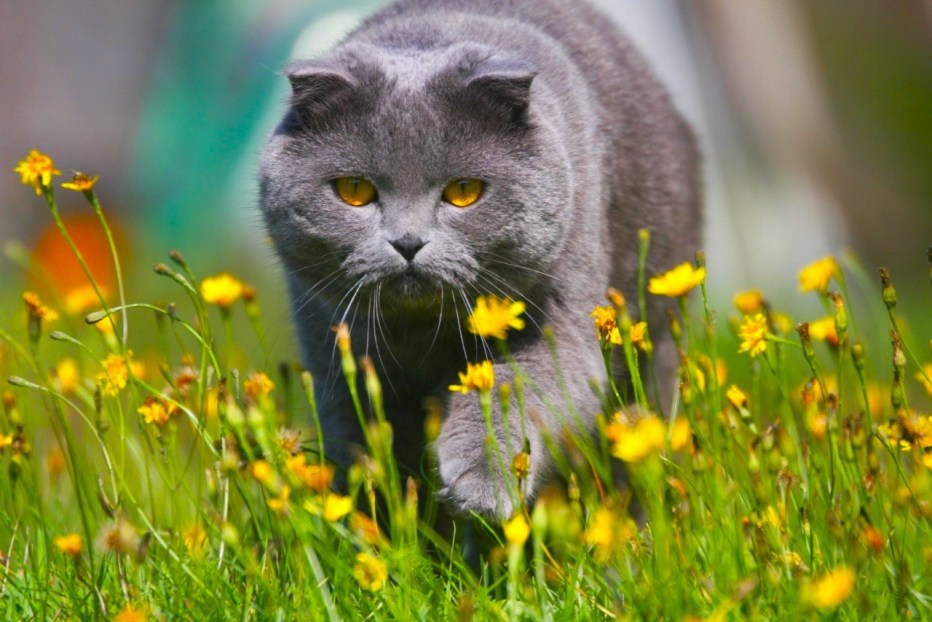 Весенние коты