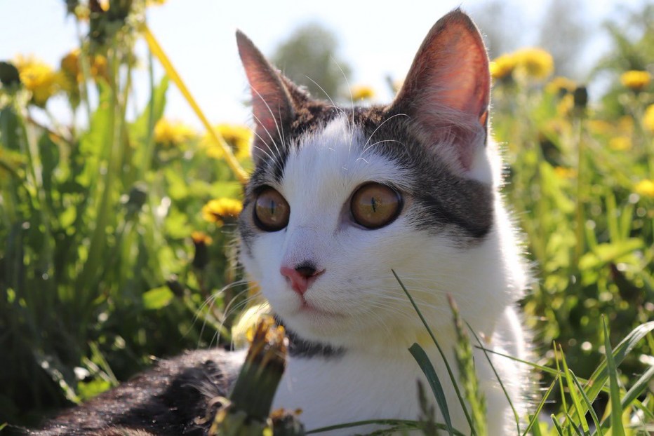 Шикарный кот