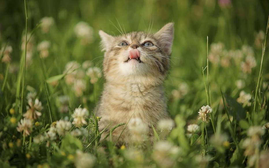 Кот в ромашках