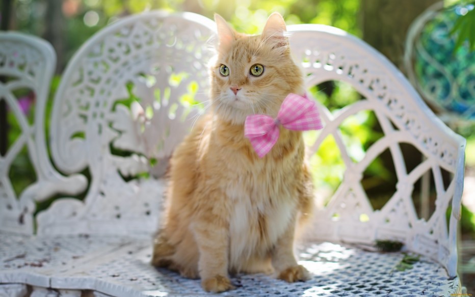 Кошка на Поляне