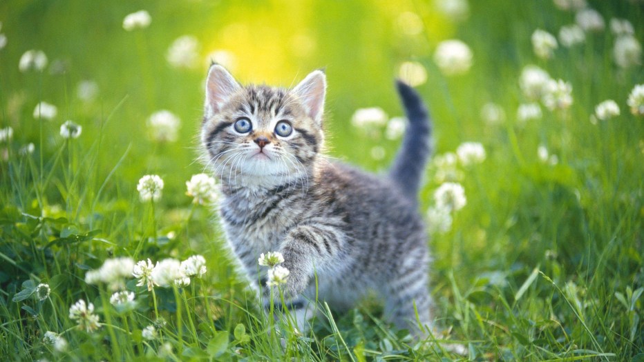 Коты рыжие лето