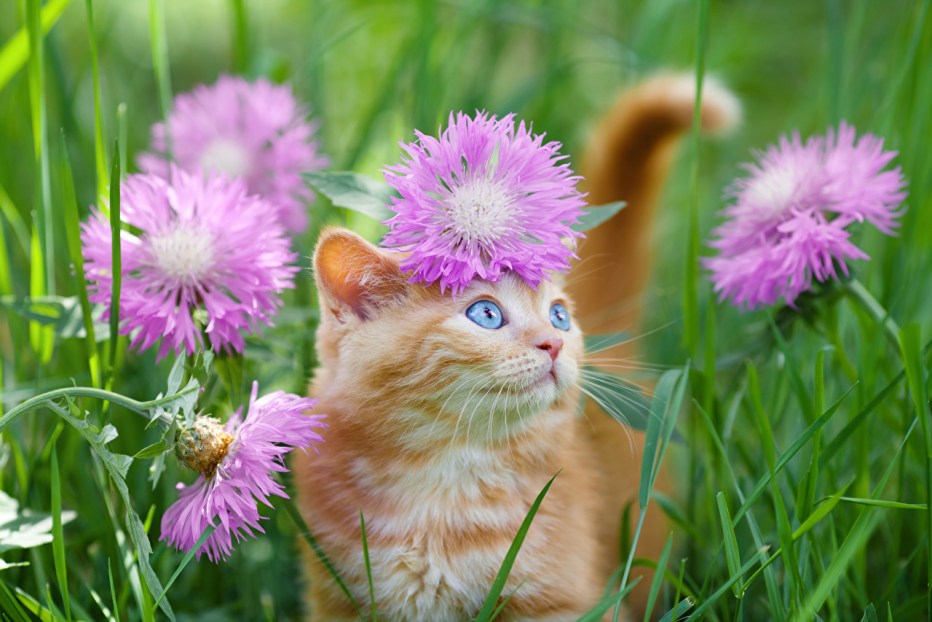 Котики летом