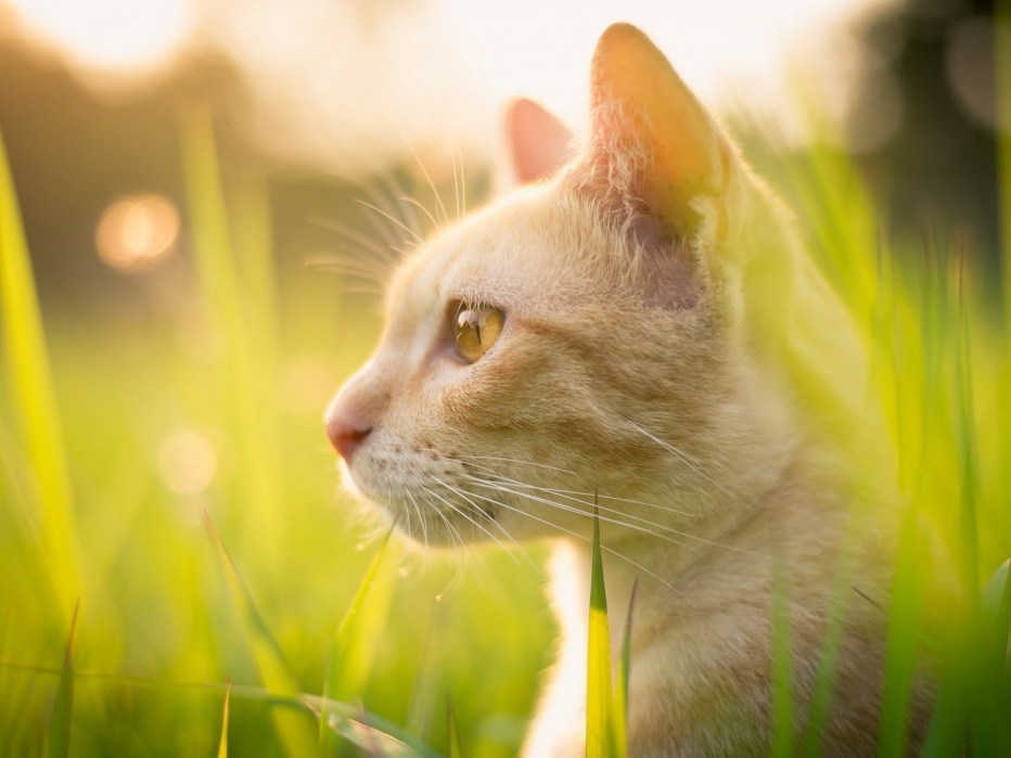 Кот лето