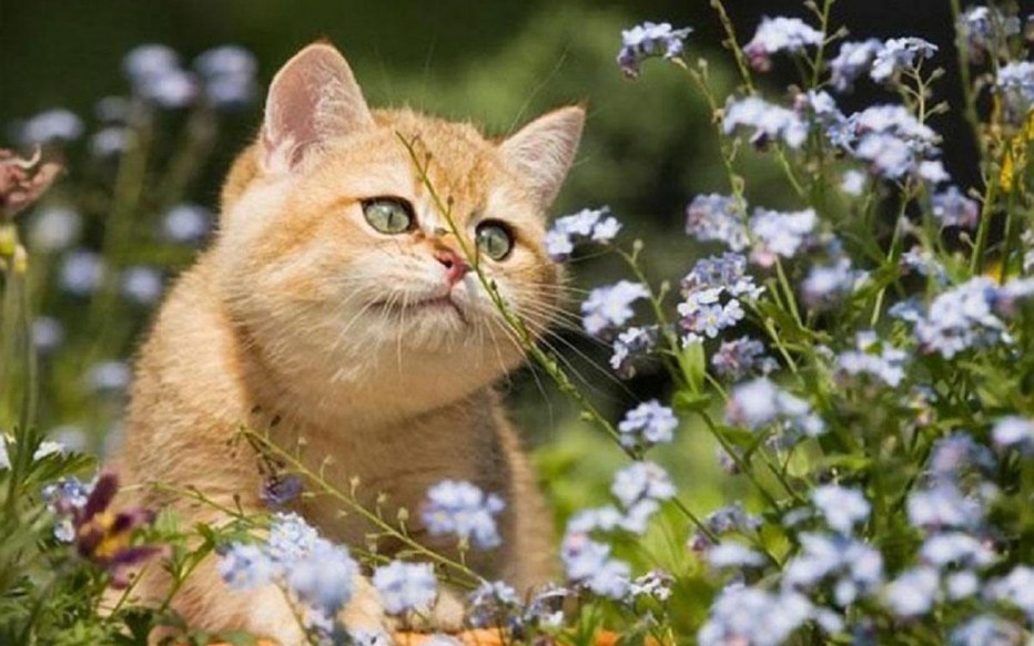 Лето Прощай котики