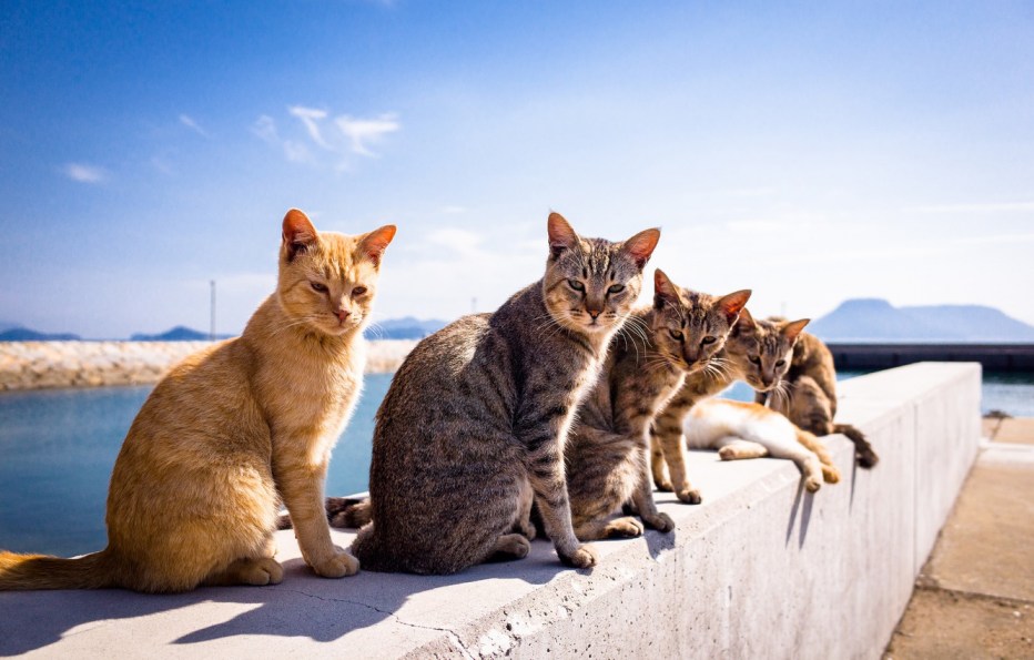 Котик в гамаке