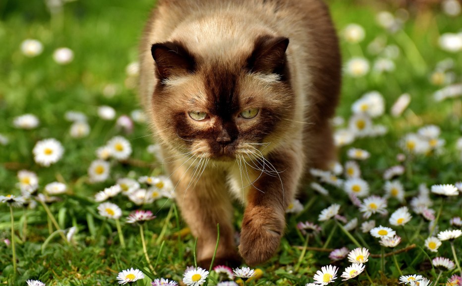 Котики лето