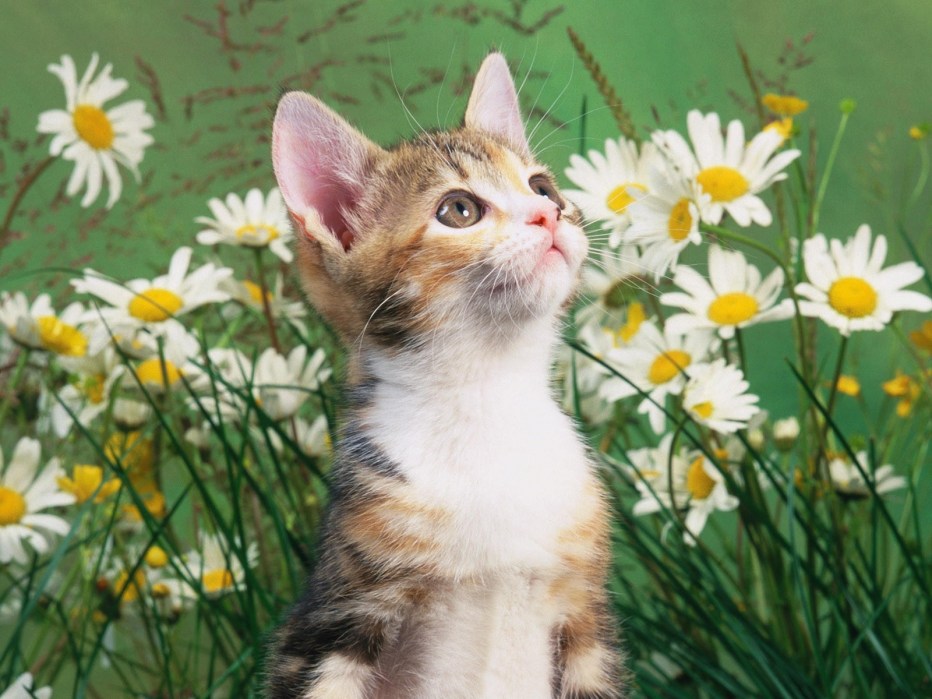 Котики летом