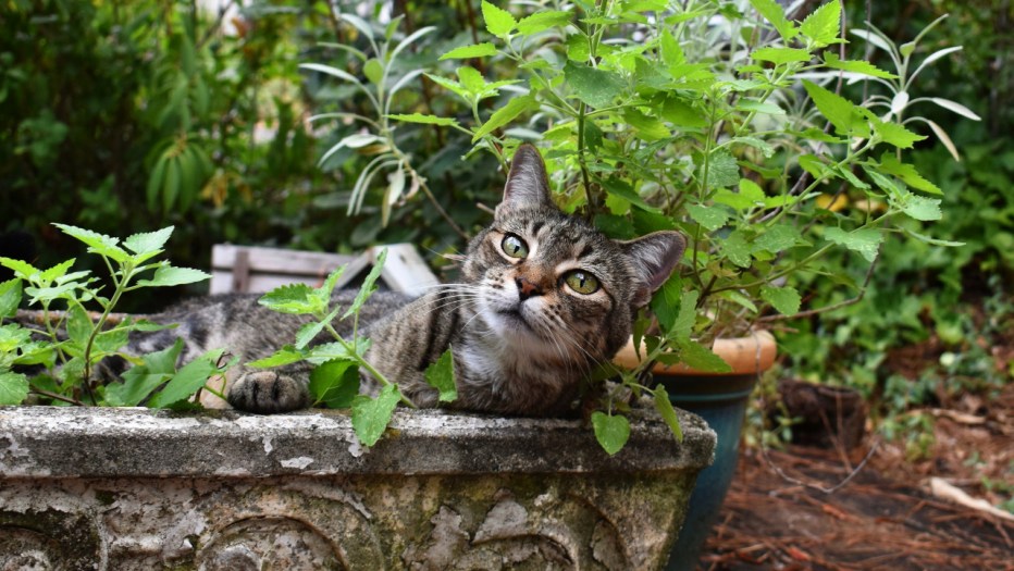 Котенок и лето