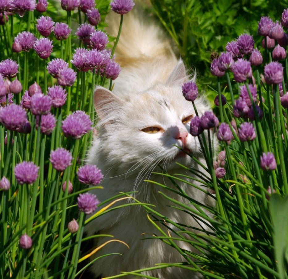 Летние котята