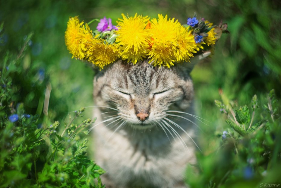 Лето кошечка