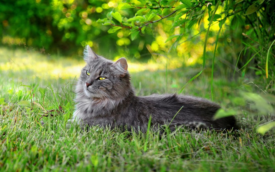Кошка в лесу