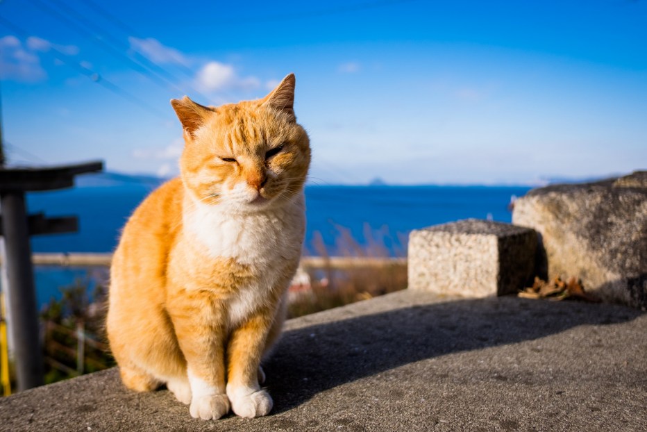 Летний котик