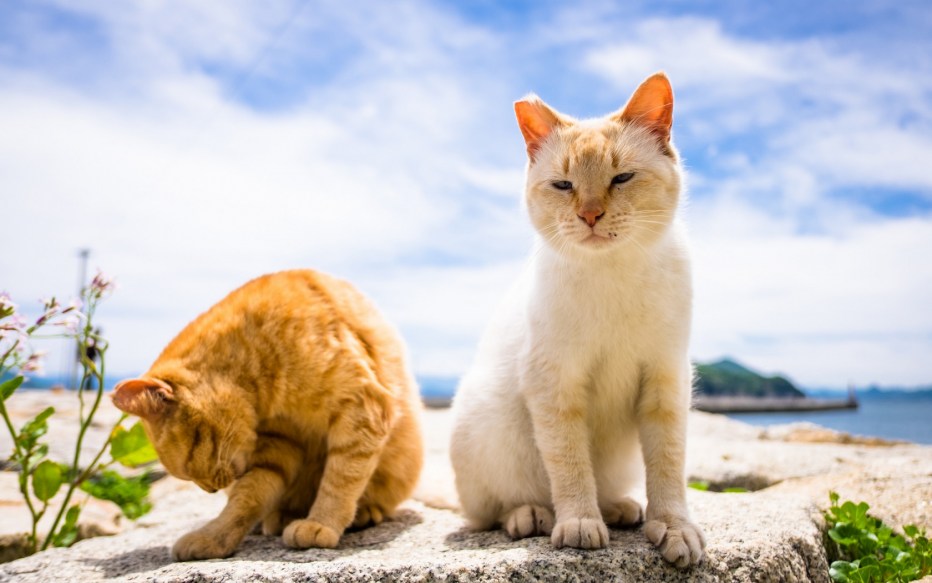 Кот в траве