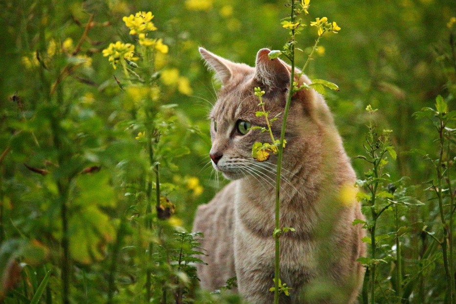 Кот в ромашках
