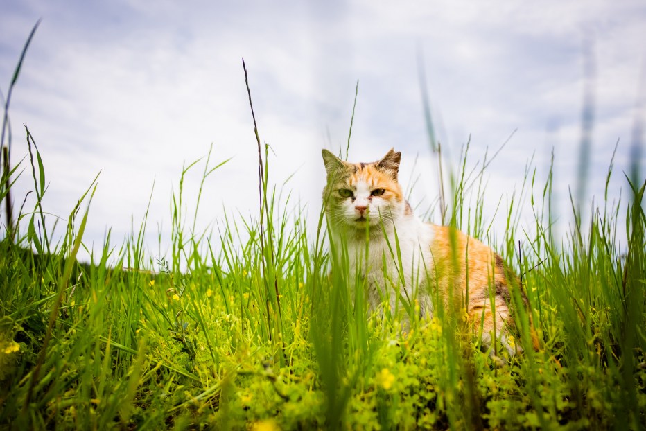 Кот лето