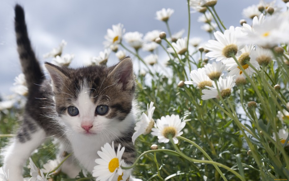 Коты летом