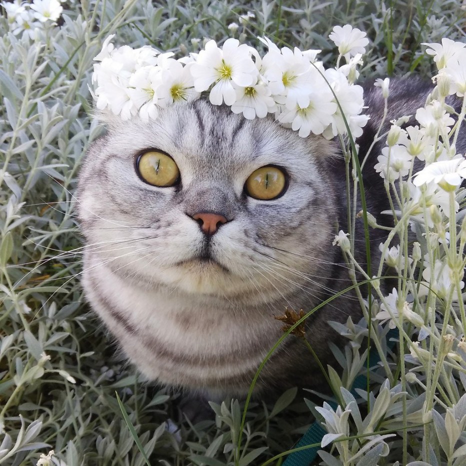 Котятки на природе