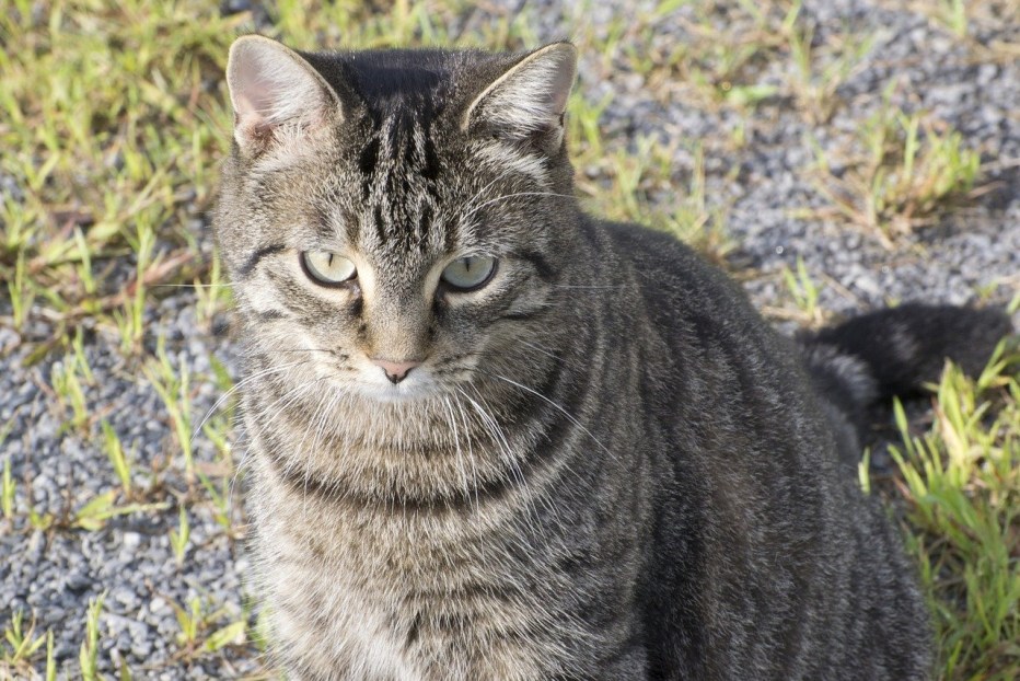 Кот азиатский табби