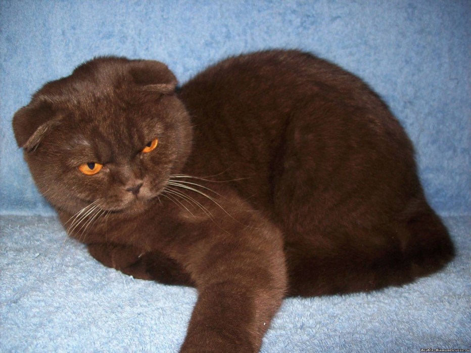 Шотландская вислоухая кошка коричневая