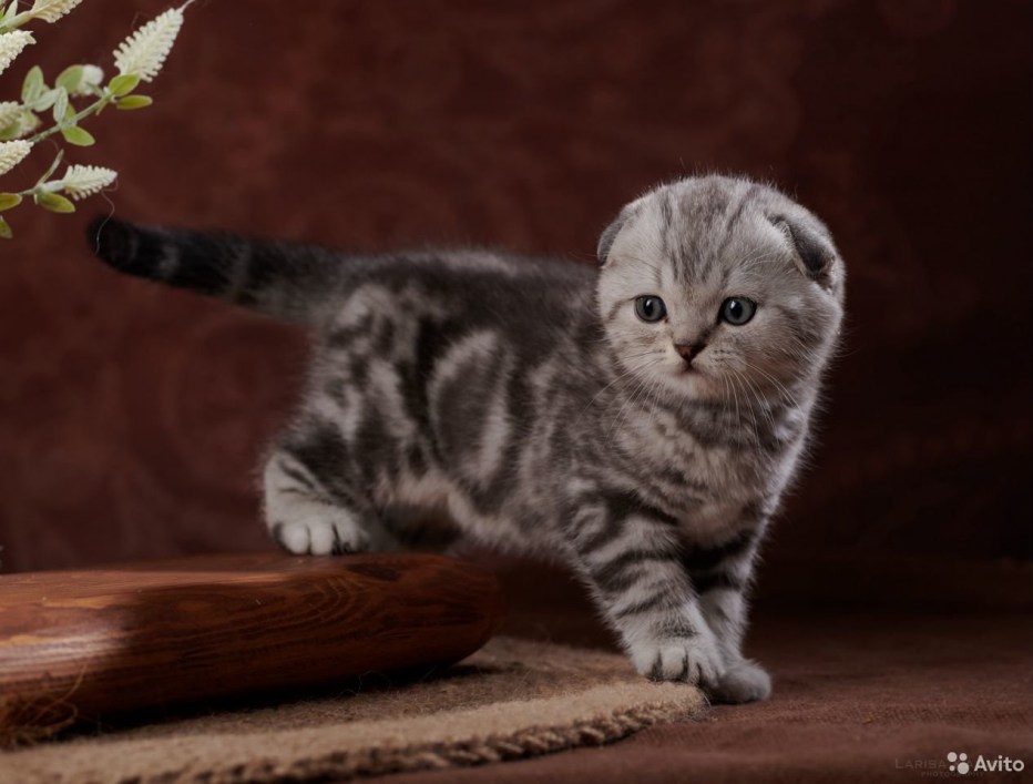 Шотландский кот 2 года
